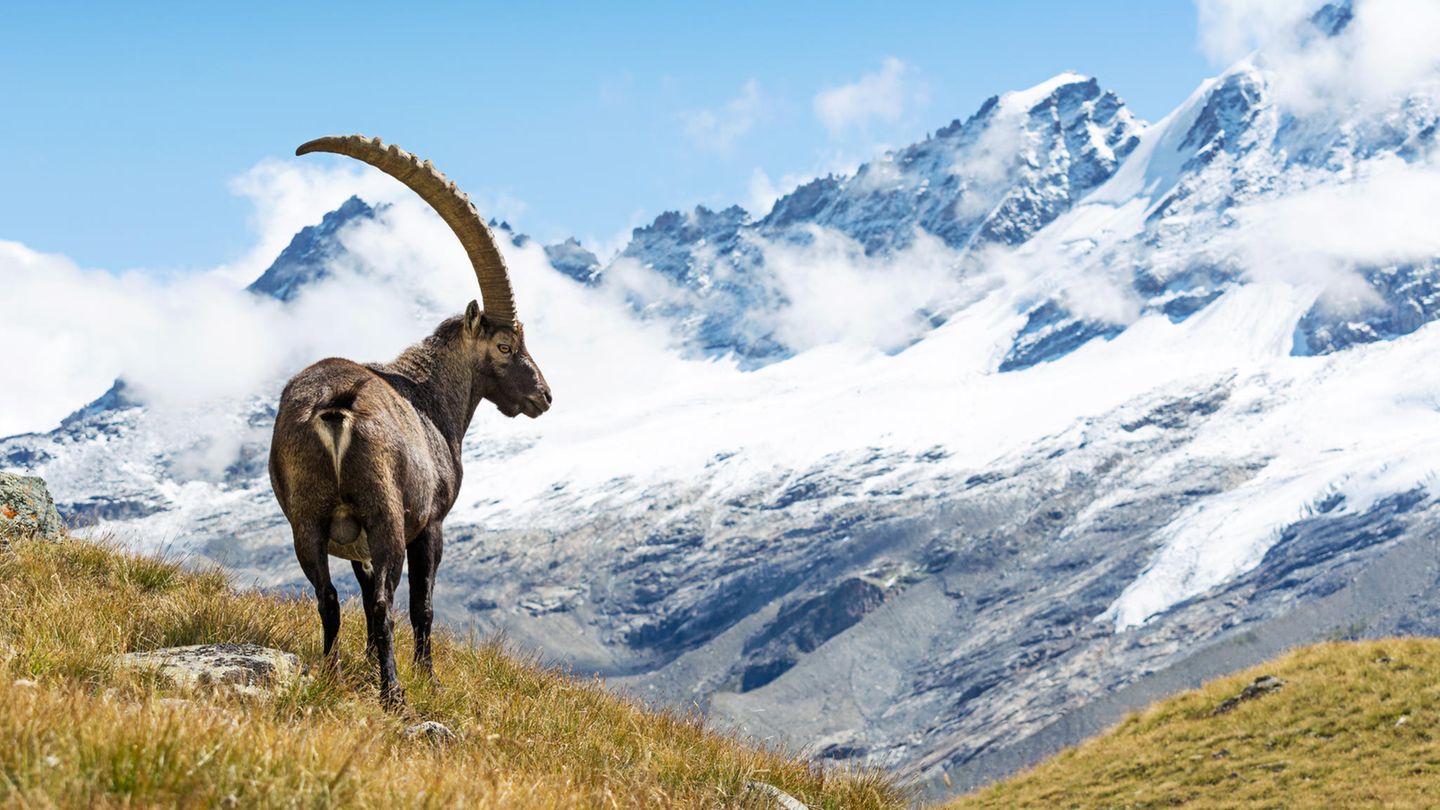 Gran Paradiso Nationalpark Italiens Naturwunder [GEO]