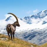 Alpensteinbock steht im Gran Paradiso Nationalpark