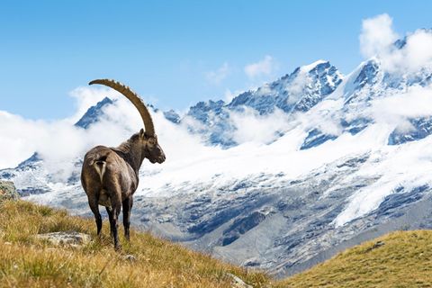 Alpensteinbock steht im Gran Paradiso Nationalpark