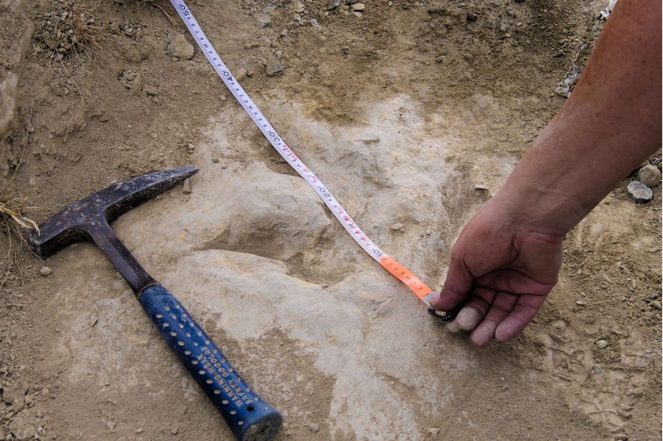 Ein Paläontologe misst einen Fußabdruck eines Dinosauriers mit einem Maßband