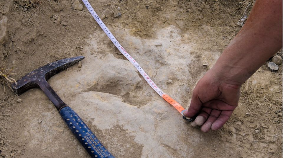 Ein Paläontologe misst einen Fußabdruck eines Dinosauriers mit einem Maßband