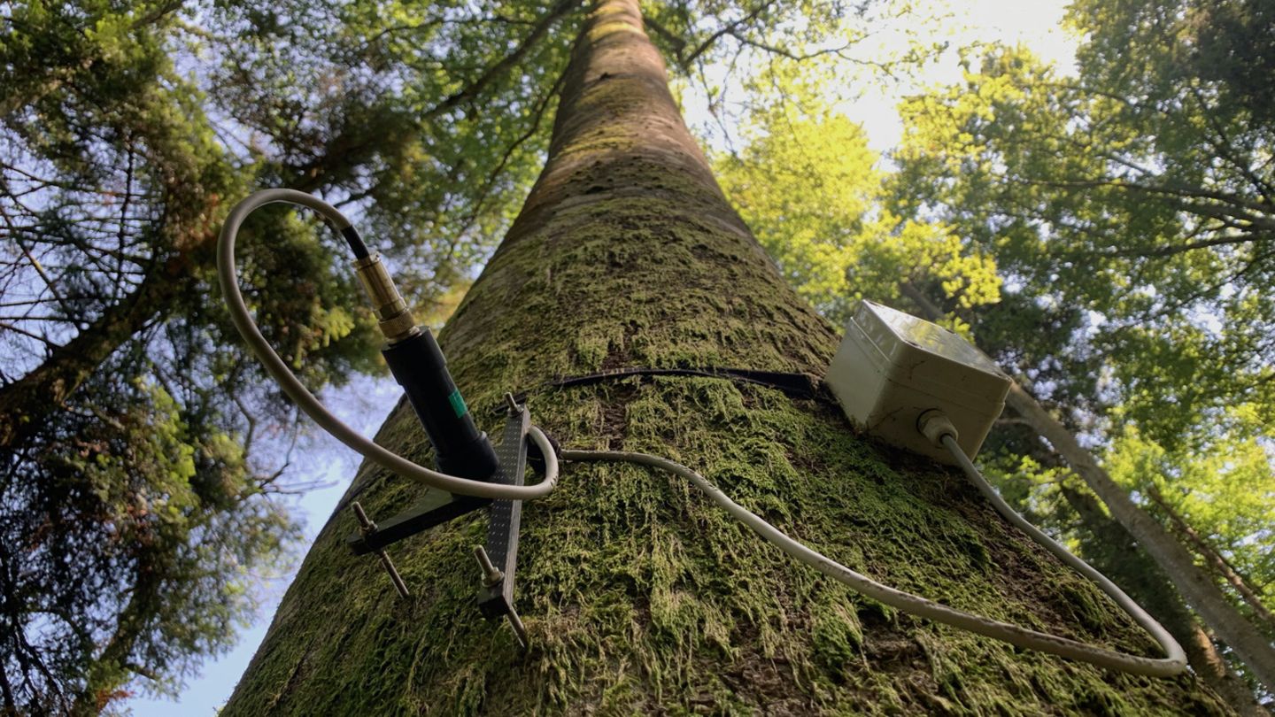 Baum mit Messgerät umgeschnallt
