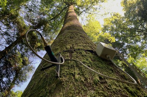 Baum mit Messgerät umgeschnallt