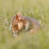 13.12.2021      "Feldhamster in Wien bei Dämmerung zu beobachten ist etwas besonderes und manchmal gucken sie zum knuddeln."      Kamera: Canon EOS-1D X Mark II mit EF 100-400 mm f/4,5-5,6L IS II USM Einstellung 1/800 f/5,6 ISO 800