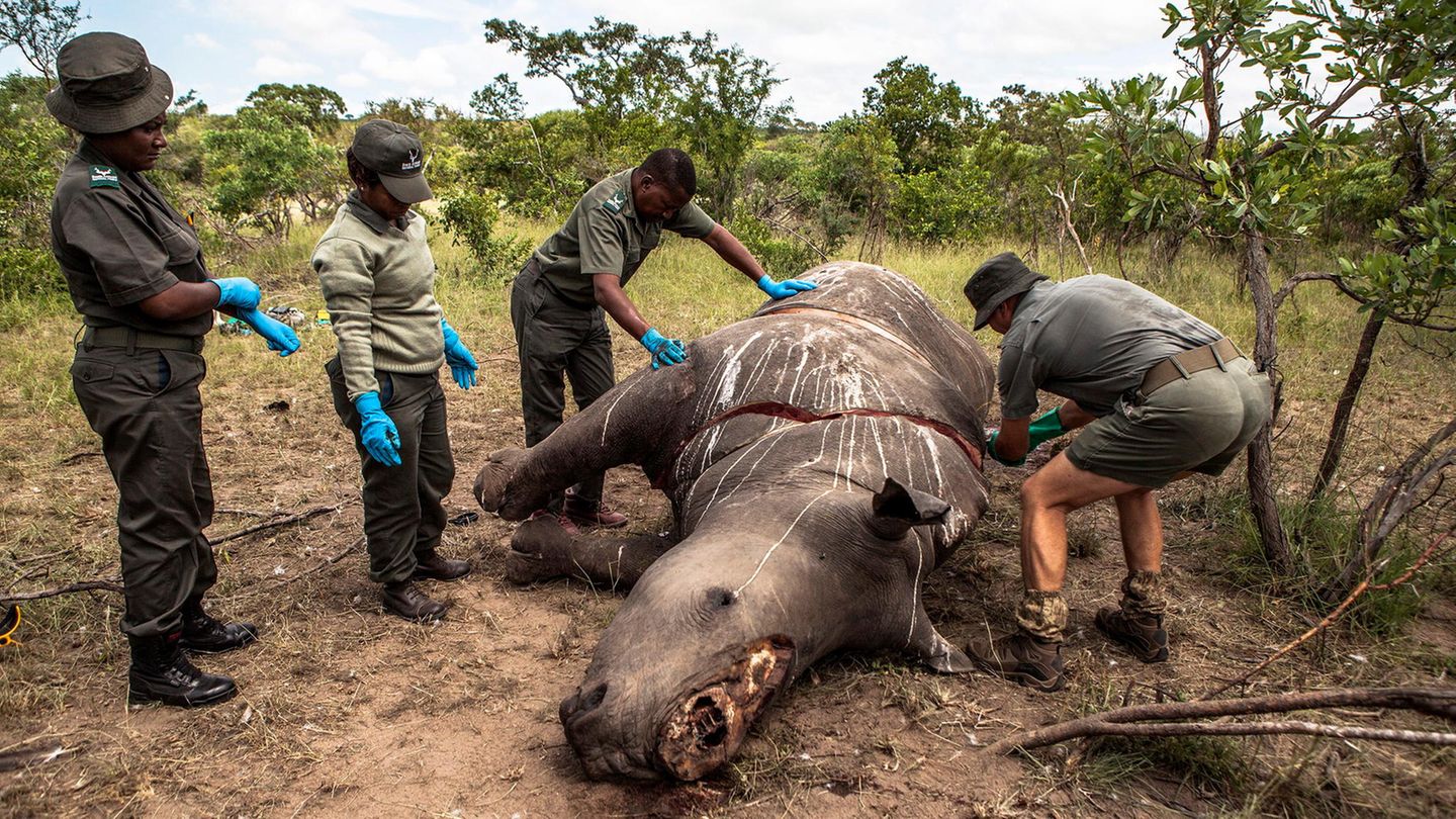 Arbeiter der Ermittlungsstelle für Umweltkriminalität von den SANParks führen 2015 im Kruger National Park Skukuza eine Untersuchung an einem Nashorn durch, das wegen seiner Hörner getötet wurde
