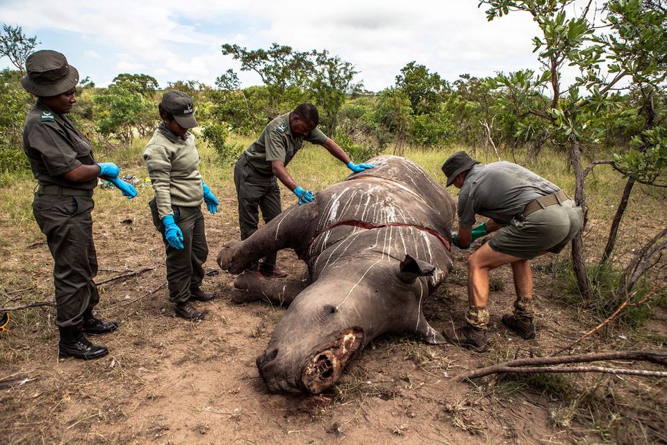 Arbeiter der Ermittlungsstelle für Umweltkriminalität von den SANParks führen 2015 im Kruger National Park Skukuza eine Untersuchung an einem Nashorn durch, das wegen seiner Hörner getötet wurde