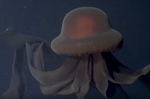 Ein Tauchroboter des Monterey Bay Aquarium filmte die riesige Phantomqualle in 990 Meter Tiefe