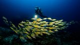 Atemberaubende Unterwasserwelt der Similan Islands