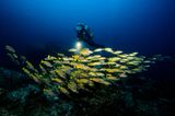 Atemberaubende Unterwasserwelt der Similan Islands