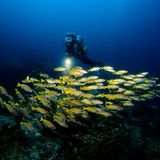 Atemberaubende Unterwasserwelt der Similan Islands