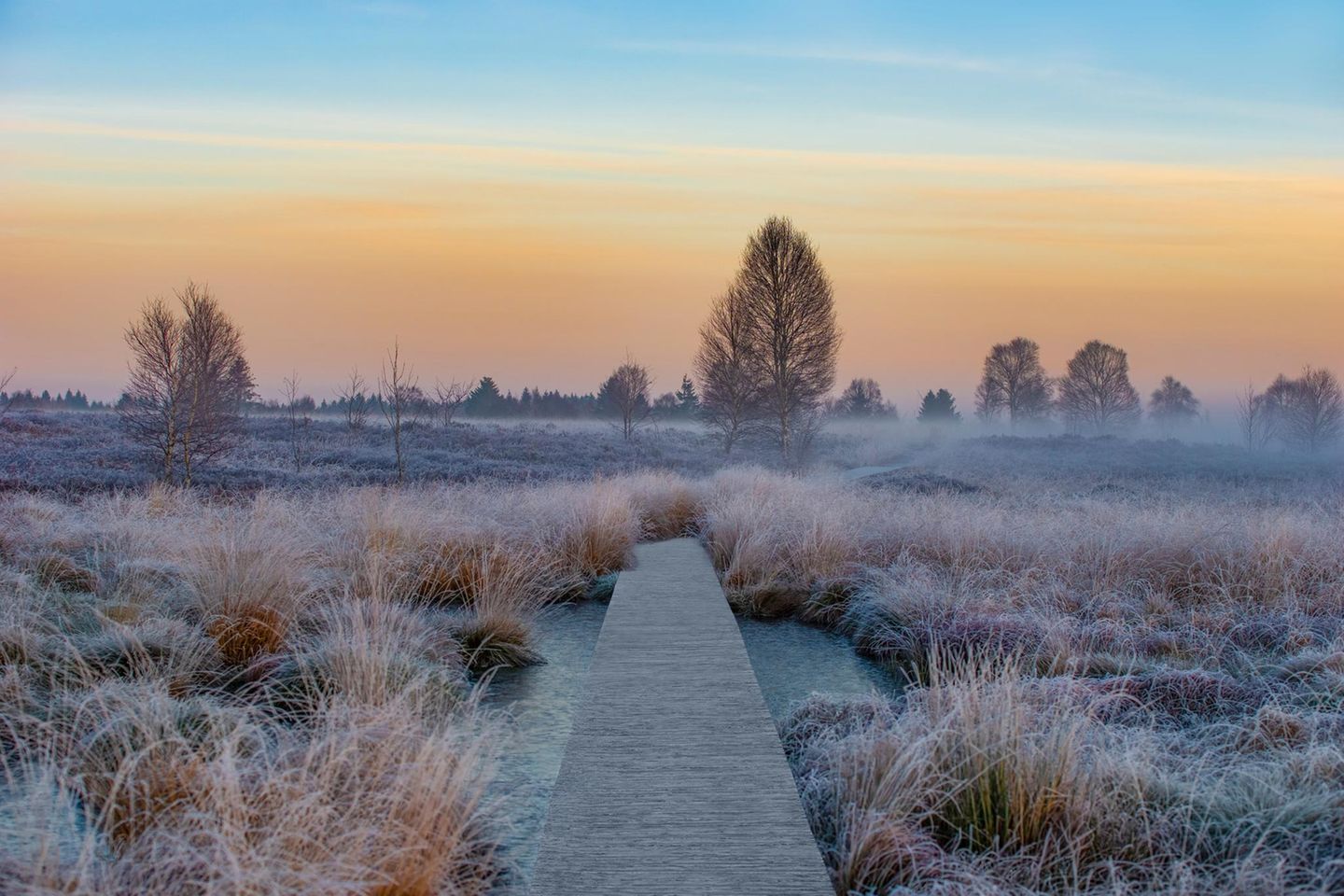 GEO LESERFOTO: 15.12.2021 "An der deutsch-belgischen Grenze erstreckt sich eine gewölbte Hochfläche auf 600 km2 Landfläche – der Naturpark Hohes Venn. Während die Moore und Heiden früher auf Entspannungssuchende eher abschreckend gewirkt haben, sieht die Situation heute durch die vielen ausgeschilderten Wanderwege anders aus. Die Gefahr, sich bei plötzlichen Wetterumschwüngen in dichtem Nebel und Schnee zu verirren, ist Vergangenheit. Stattdessen ziehen kilometerlange Wanderwege und Holzstege die Landschaft und laden einen zu grenzüberschreitenden Rundwanderungen ein." Kamera: Sony Alpha A99-V 15.12.2021 "An der deutsch-belgischen Grenze erstreckt sich eine gewölbte Hochfläche auf 600 km2 Landfläche – der Naturpark Hohes Venn. Während die Moore und Heiden früher auf Entspannungssuchende eher abschreckend gewirkt haben, sieht die Situation heute durch die vielen ausgeschilderten Wanderwege anders aus. Die Gefahr, sich bei plötzlichen Wetterumschwüngen in dichtem Nebel und Schnee zu verirren, ist Vergangenheit. Stattdessen ziehen kilometerlange Wanderwege und Holzstege die Landschaft und laden einen zu grenzüberschreitenden Rundwanderungen ein." Kamera: Sony Alpha A99-V