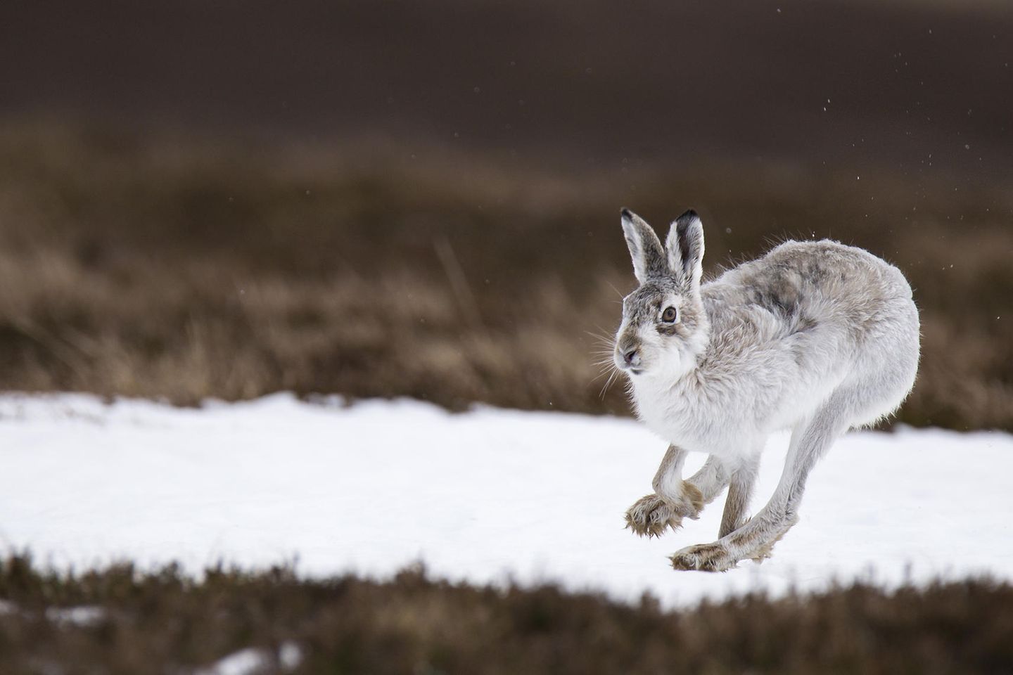 Überlebenskünstler: Was den Schneehasen so besonders macht