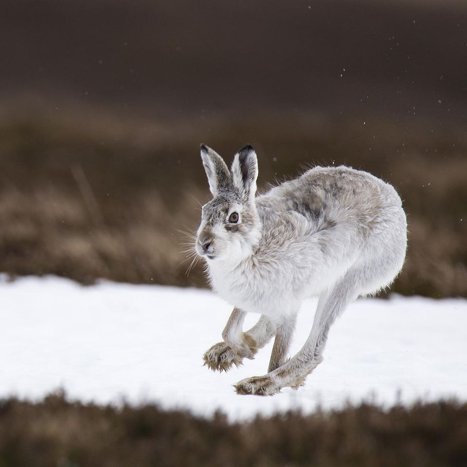 Überlebenskünstler: Die erstaunlichen Kniffe des Schneehasen