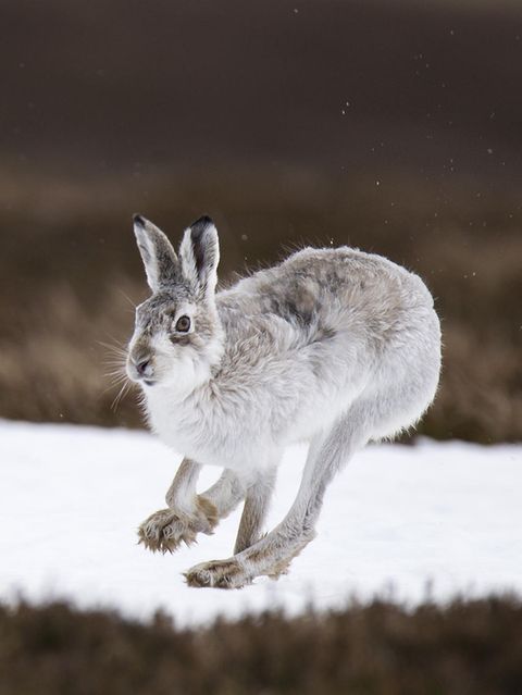Überlebenskünstler: Die erstaunlichen Kniffe des Schneehasen