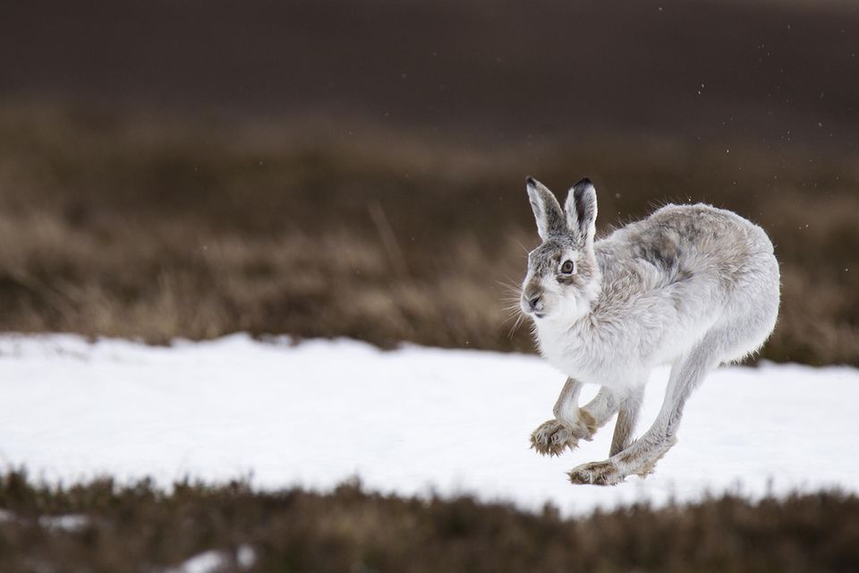Überlebenskünstler: Die erstaunlichen Kniffe des Schneehasen 1.7933