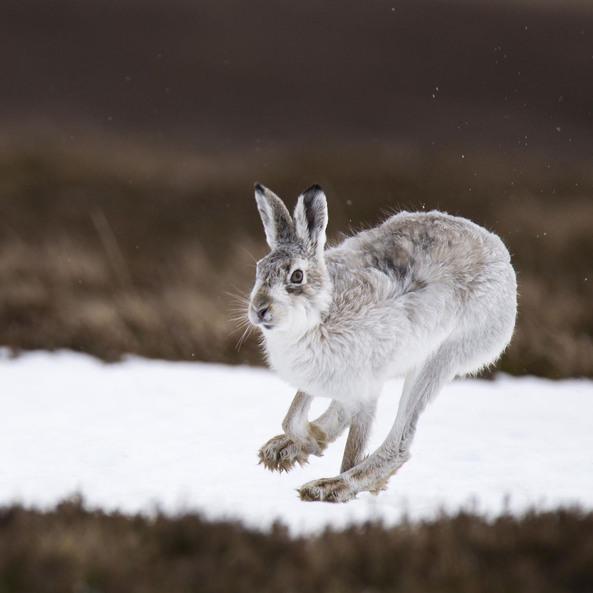 Schneehase in der Tundra