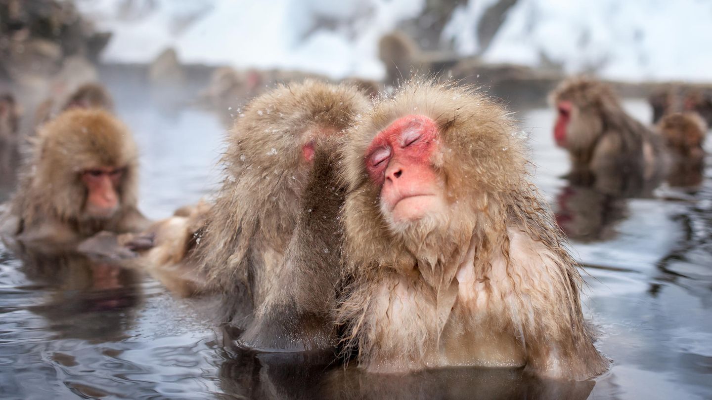 Bad in der Quelle Makaken baden in einer heißen Quelle in Japan