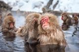 Makaken baden in einer heißen Quelle in Japan