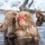 Makaken baden in einer heißen Quelle in Japan