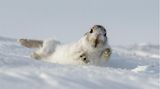 Verdutzter Schneehase im Schnee