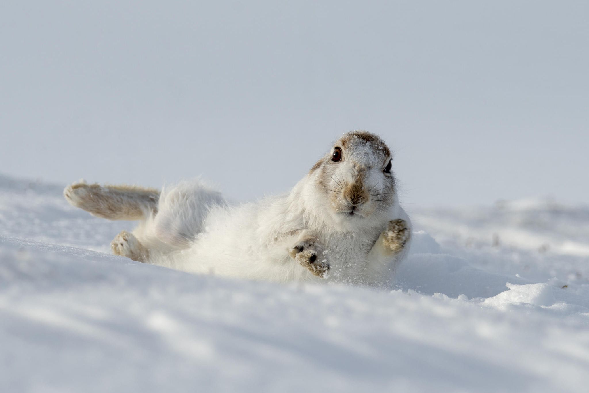 Schneehase in der Tundra