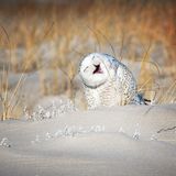 Glückliche Schneeeule