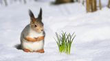 Eichhörnchen betrachtet frische Blumen, die aus der Schneedecke schauen