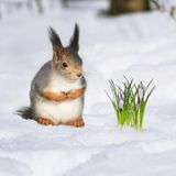 Eichhörnchen betrachtet frische Blumen, die aus der Schneedecke schauen