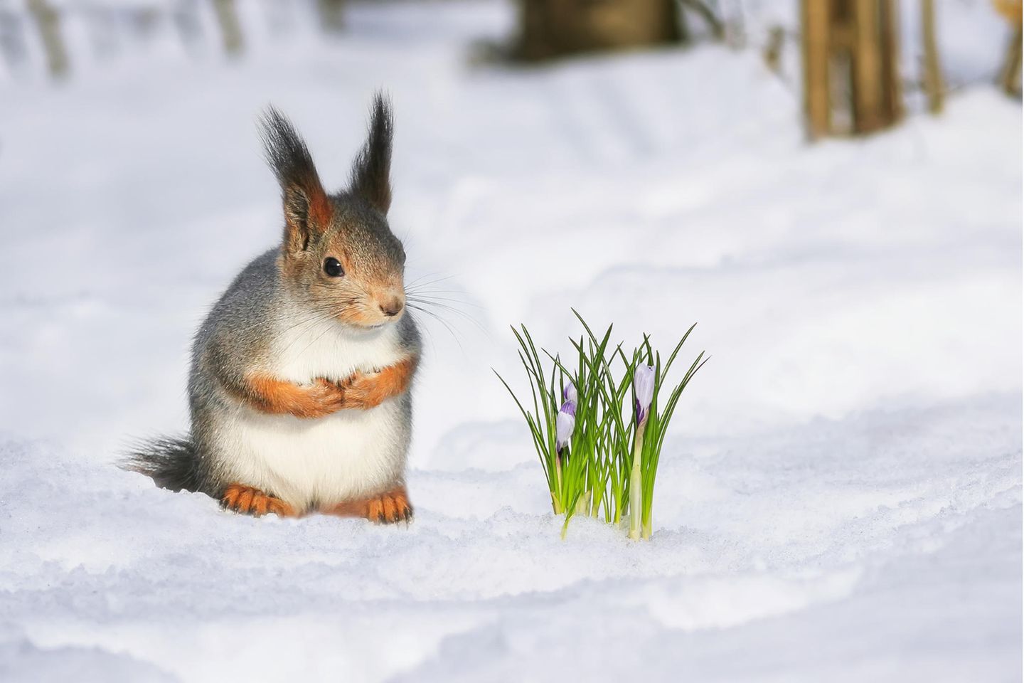 Zartes Grün Eichhörnchen betrachtet frische Blumen, die aus der Schneedecke schauen