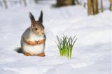 Eichhörnchen betrachtet frische Blumen, die aus der Schneedecke schauen