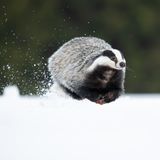 Dachs rennt über die Schneedecke nach Hause