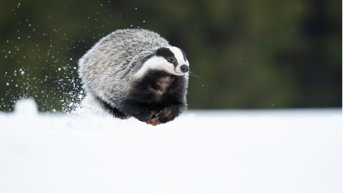 Dachs rennt über die Schneedecke nach Hause