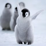 Kaiserpinguinküken