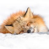 Japanischer Rotfuchs liegt glücklich im Schnee