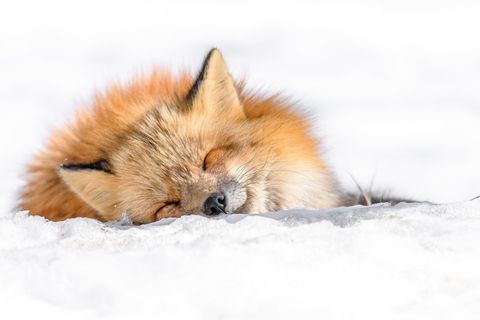 Japanischer Rotfuchs liegt glücklich im Schnee