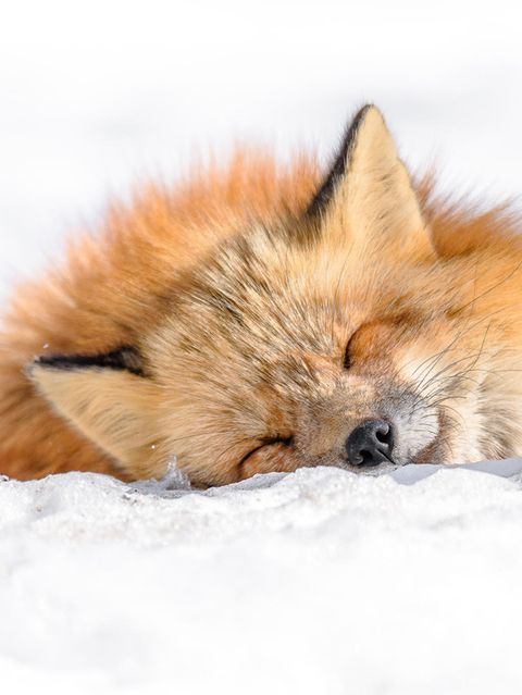 Japanischer Rotfuchs liegt glücklich im Schnee