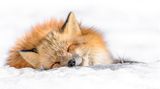 Japanischer Rotfuchs liegt glücklich im Schnee