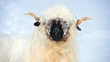Walliser Schwarznasenschaf mit Schnee auf dem Kopf