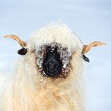 Walliser Schwarznasenschaf mit Schnee auf dem Kopf