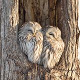 Zwei Eulen genießen die Sonne und sitzen in einem Baumstamm