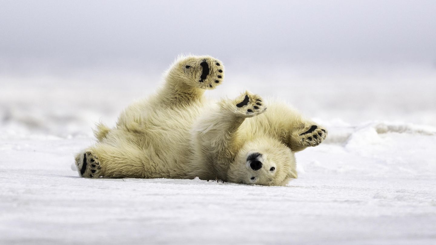 Eisbär kugelt sich im Schnee