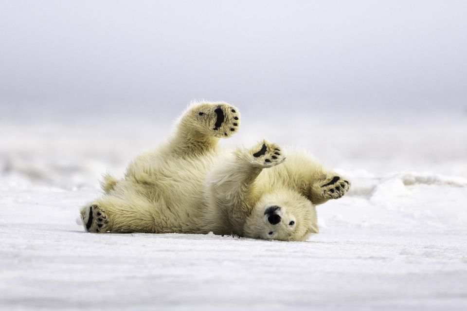 Eisbär kugelt sich im Schnee