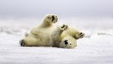 Eisbär kugelt sich im Schnee