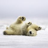 Eisbär kugelt sich im Schnee