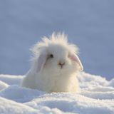 Weißes Kaninchen mit Sturmfrisur im Schnee