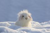 Weißes Kaninchen mit Sturmfrisur im Schnee