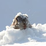 Mulmeltier mit Schnee auf dem Kopf blickt aus einer Schneedecke hervor