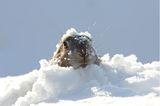 Mulmeltier mit Schnee auf dem Kopf blickt aus einer Schneedecke hervor