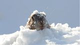 Mulmeltier mit Schnee auf dem Kopf blickt aus einer Schneedecke hervor