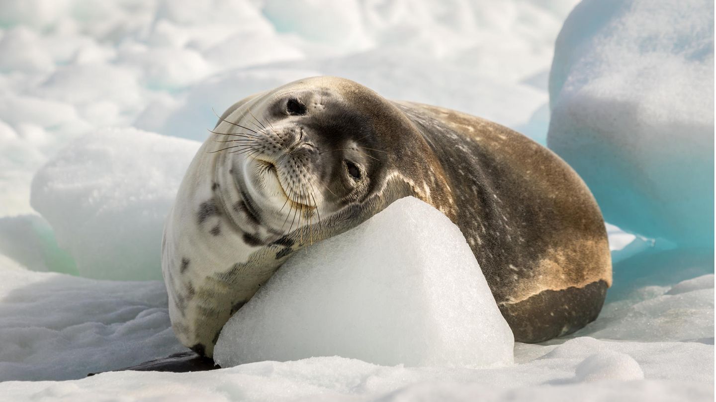 Seelöwe ruht sich im Eis aus